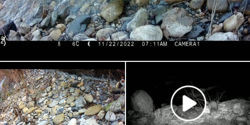 Featured Image for Loutre et vallées Orb et Libron