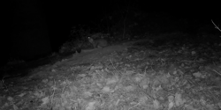 Featured Image for First videos of an otter on the Lez river!